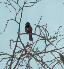 Chestnut-bellied Seed-Finch